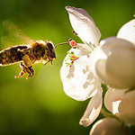 Bee flying into a flower.