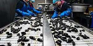 Mussels being selected at a factory. 